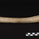 El fémur neandertal. Photo Museum Ulm